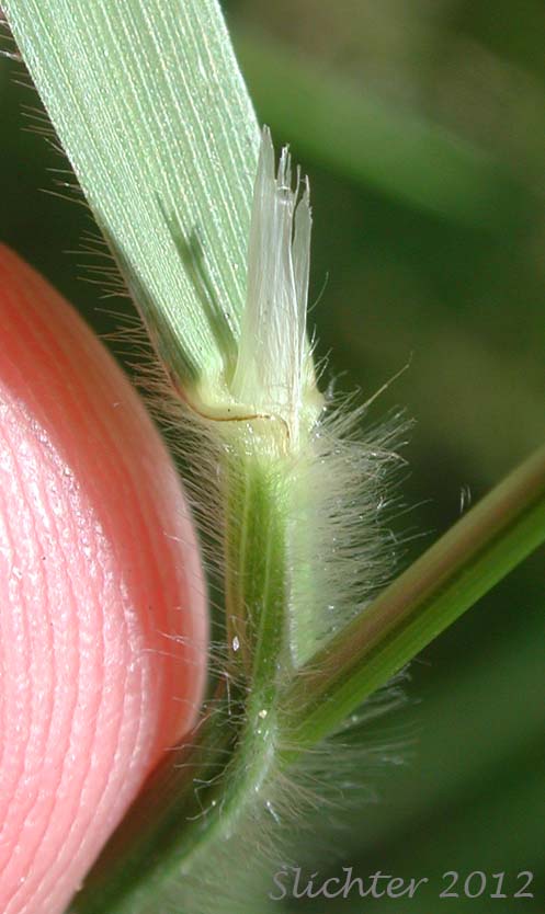 Ligule of California Brome: Bromus sitchensis var. carinatus (Synonyms: Bromus carinatus, Bromus carinatus var. californicus, Bromus carinatus var. carinatus, Bromus carinatus var. hookerianus, Ceratochloa carinata)