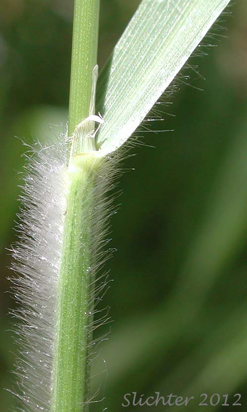 California Brome: Bromus sitchensis var. carinatus (Synonyms: Bromus carinatus, Bromus carinatus var. californicus, Bromus carinatus var. carinatus, Bromus carinatus var. hookerianus, Ceratochloa carinata)