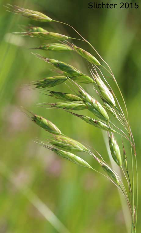 Inflorescence of Bald Brome, Hairy Chess, Meadow Brome: Bromus commutatus (Synonyms: Bromus commutatus var. apricorum, Bromus commutatus var. commutatus, Bromus popovii, Bromus pratensis var. apricorum, Bromus racemosus)