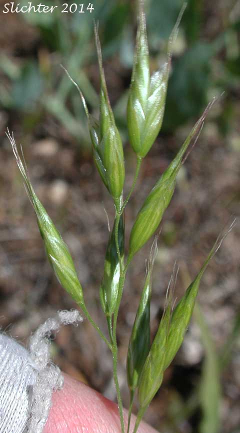 Bald Brome, Hairy Chess, Meadow Brome: Bromus commutatus (Synonyms: Bromus commutatus var. apricorum, Bromus commutatus var. commutatus, Bromus popovii, Bromus pratensis var. apricorum, Bromus racemosus)