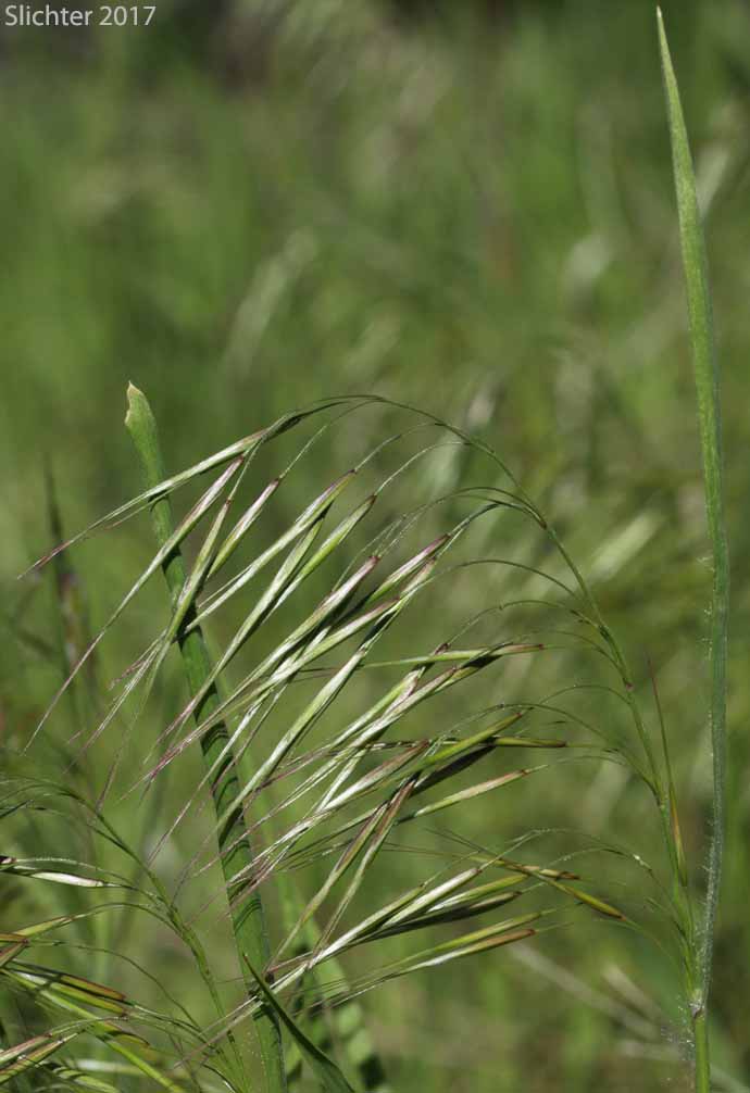 Inflorescence of Ripgut Grass, Ripgut Brome, Great Brome: Bromus diandrus (Synonyms: Anisantha rigida, Bromus maximus, Bromus rigidus var. gussonii, Bromus villosus)