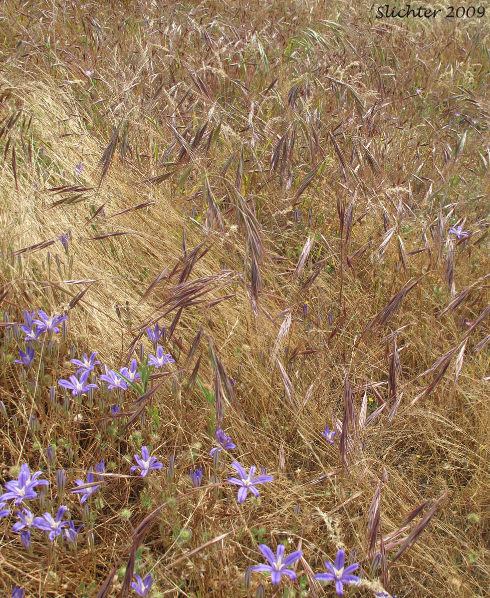 Ripgut Grass, Ripgut Brome, Great Brome: Bromus diandrus (Synonyms: Anisantha rigida, Bromus maximus, Bromus rigidus var. gussonii, Bromus villosus)
