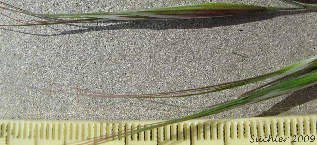 Ripgut Grass, Ripgut Brome, Great Brome: Bromus diandrus (Synonyms: Anisantha rigida, Bromus maximus, Bromus rigidus var. gussonii, Bromus villosus)