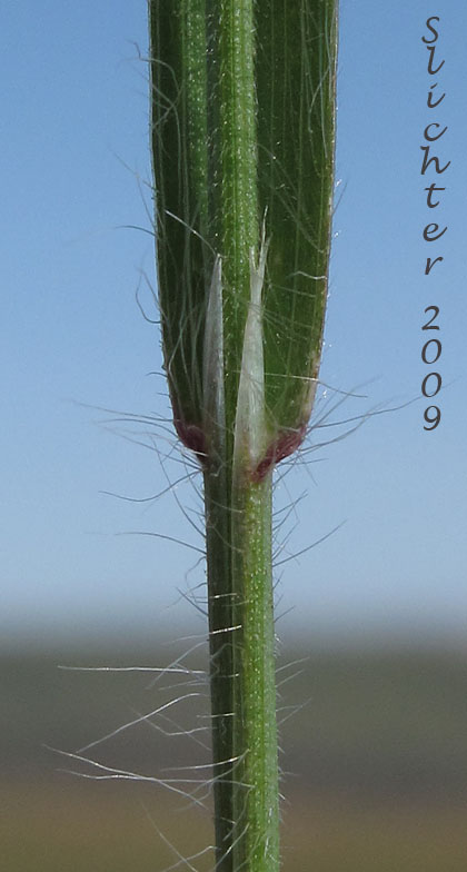 Leaf sheath of Ripgut Grass, Ripgut Brome, Great Brome: Bromus diandrus (Synonyms: Anisantha rigida, Bromus maximus, Bromus rigidus var. gussonii, Bromus villosus)