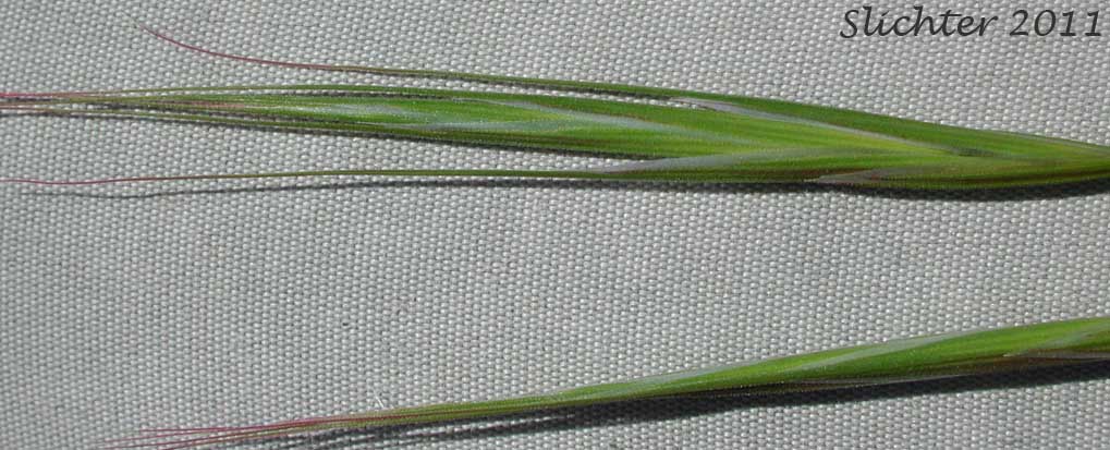 Spikelets of Ripgut Grass, Ripgut Brome, Great Brome: Bromus diandrus (Synonyms: Anisantha rigida, Bromus maximus, Bromus rigidus var. gussonii, Bromus villosus)