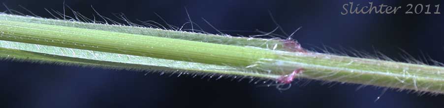 Leaf joint with ligule present of Ripgut Grass, Ripgut Brome, Great Brome: Bromus diandrus (Synonyms: Anisantha rigida, Bromus maximus, Bromus rigidus var. gussonii, Bromus villosus)