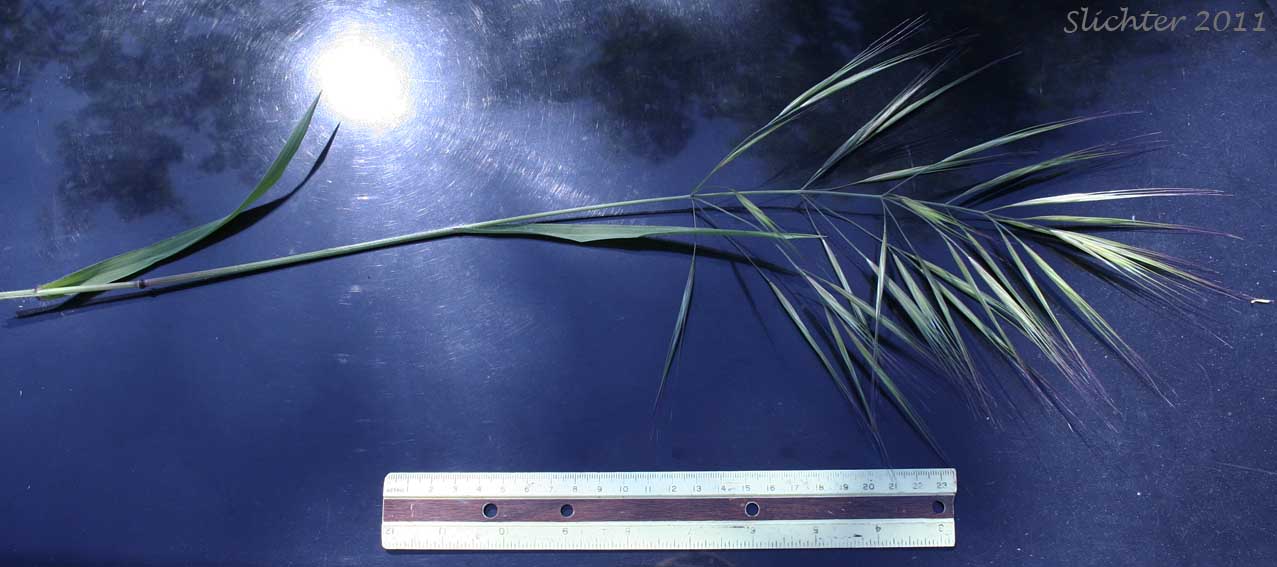 Ripgut Grass, Ripgut Brome, Great Brome: Bromus diandrus (Synonyms: Anisantha rigida, Bromus maximus, Bromus rigidus var. gussonii, Bromus villosus)