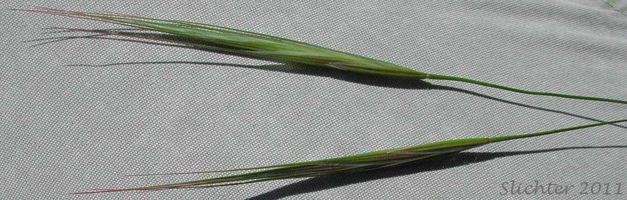Spikelets of Ripgut Grass, Ripgut Brome, Great Brome: Bromus diandrus (Synonyms: Anisantha rigida, Bromus maximus, Bromus rigidus var. gussonii, Bromus villosus)