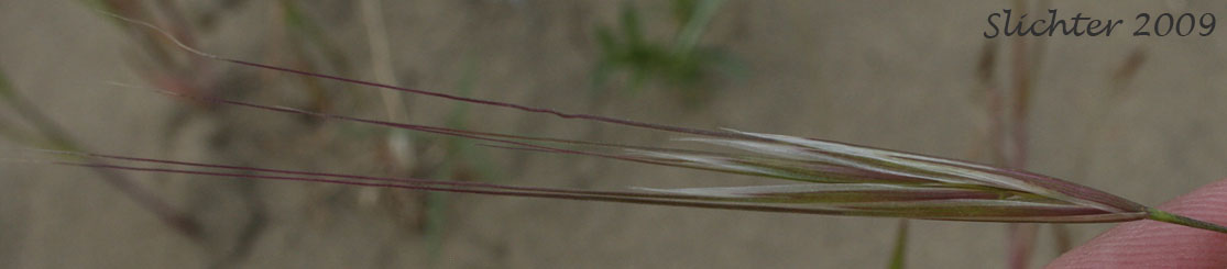 Barren Brome, Poverty Brome: Bromus sterilis (Synonym: Anisantha sterilis)