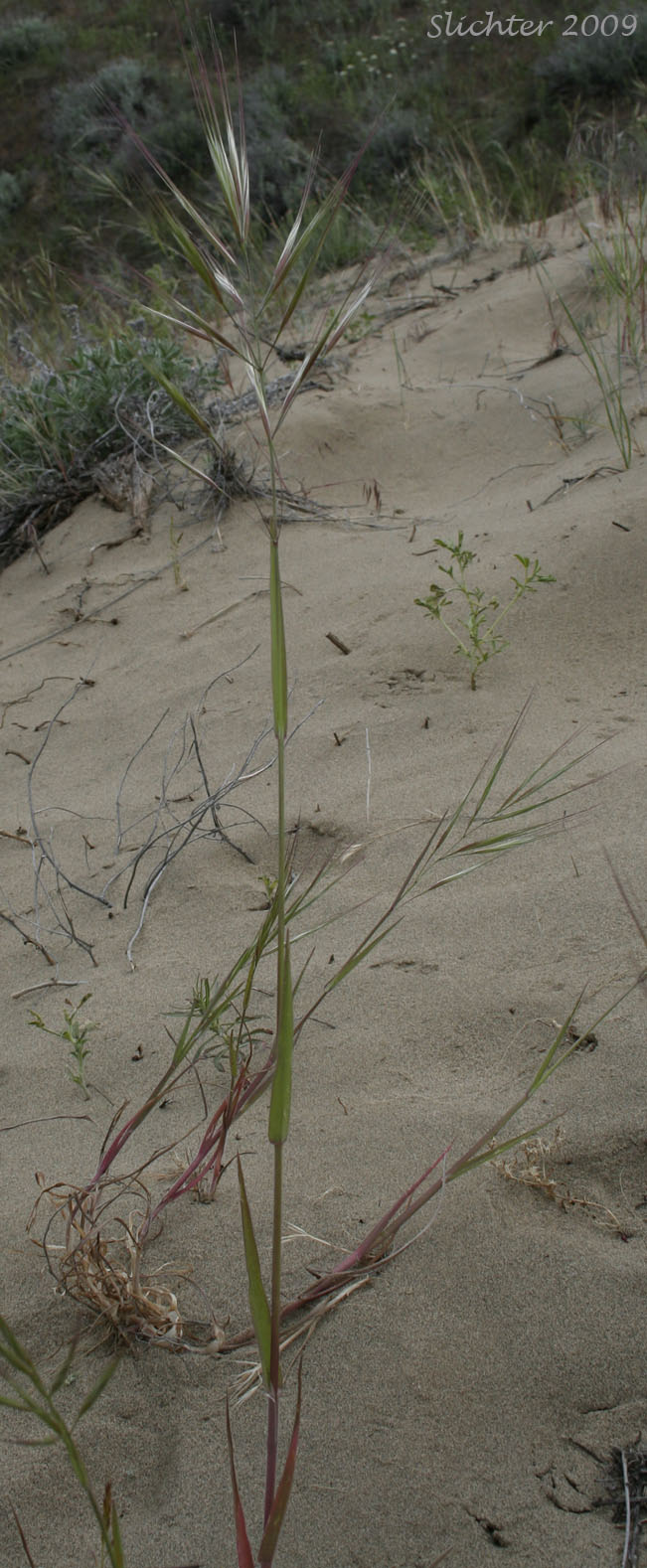 Barren Brome, Poverty Brome: Bromus sterilis (Synonym: Anisantha sterilis)