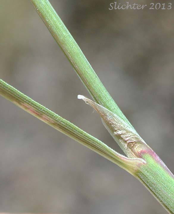Ligule of Cliff Reedgrass, Howell's Reedgrass: Calamagrostis howellii