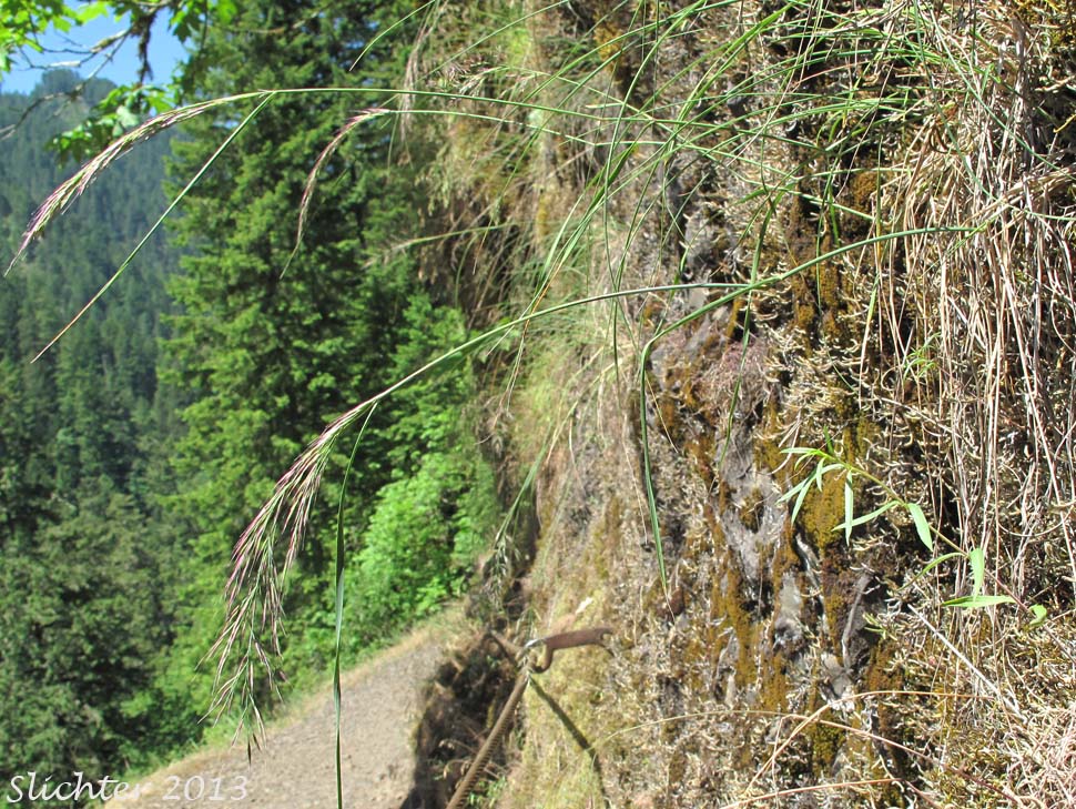 Cliff Reedgrass, Howell's Reedgrass: Calamagrostis howellii
