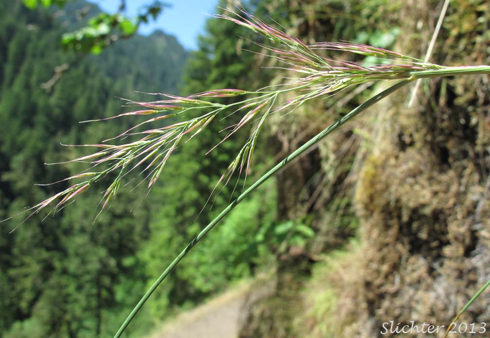 Inflorescence of Cliff Reedgrass, Howell's Reedgrass: Calamagrostis howellii?