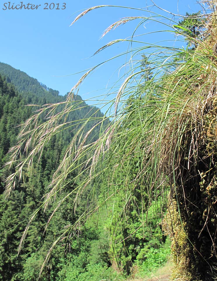Cliff Reedgrass, Howell's Reedgrass: Calamagrostis howellii ?