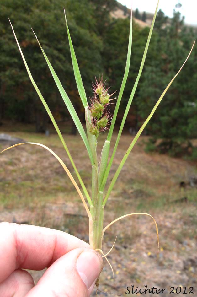 Mat Sandbur, Innocent-weed: Cenchrus longispinus (Synonyms: Cenchrus carolinianus, Cenchrus pauciflorus var. longispinus)
