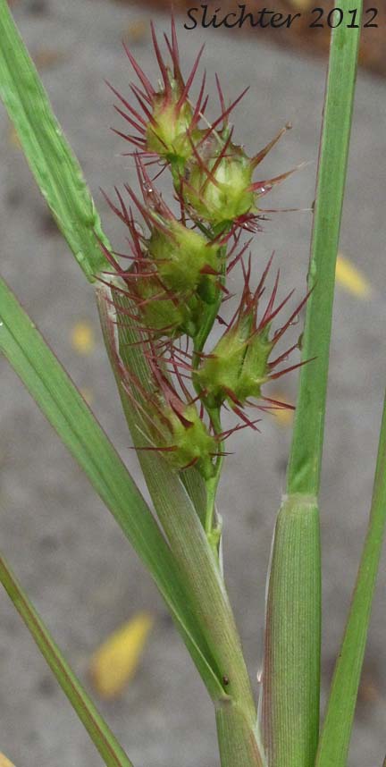 Mat Sandbur, Innocent-weed: Cenchrus longispinus (Synonyms: Cenchrus carolinianus, Cenchrus pauciflorus var. longispinus)