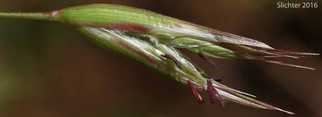 Spikelet of California Danthonia, California Oatgrass, California Oat-grass, California Wild Oat-grass: Danthonia californica (Synonyms: Danthonia americana, Danthonia californica var. americana, Danthonia californica var. californica, Danthonia californica var. palousensis, Danthonia californica var. piperi)