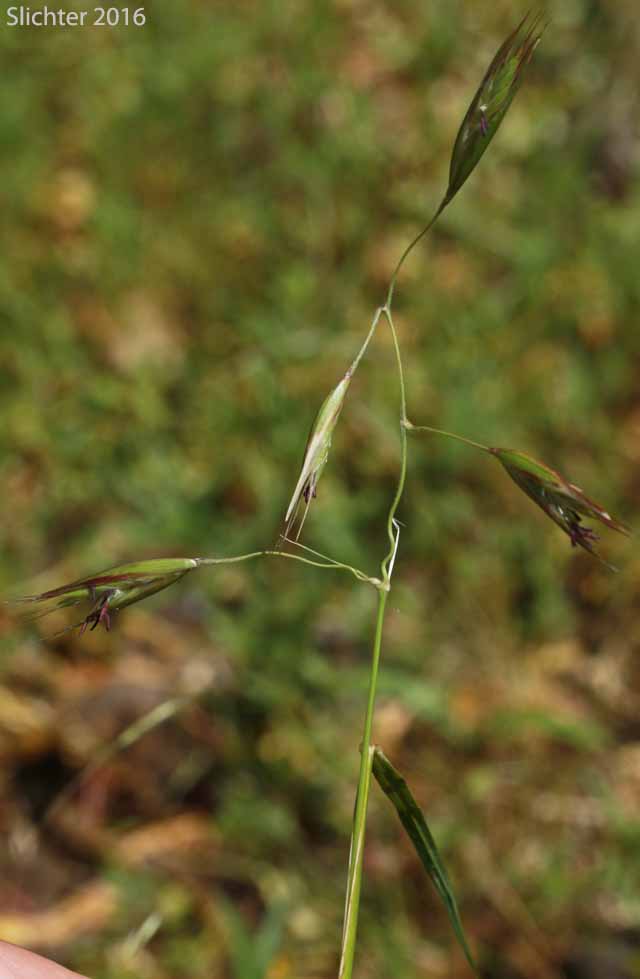 Inflorescence of California Danthonia, California Oatgrass, California Oat-grass, California Wild Oat-grass: Danthonia californica (Synonyms: Danthonia americana, Danthonia californica var. americana, Danthonia californica var. californica, Danthonia californica var. palousensis, Danthonia californica var. piperi)