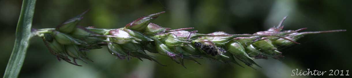 Panicle branch of Barnyard Grass, Barnyard-grass, Barnyard Grass, Large Barnyard-grass: Echinochloa crus-galli (Synonyms: Echinochloa crusgalli, Echinochloa crus-galli ssp. spiralis, Echinochloa crus-galli var. crus-galli, Echinochloa crus-galli var. mitis, Echinochloa crus-galli var. occidentalis, Echinochloa occidentalis, Panicum crus-galli)