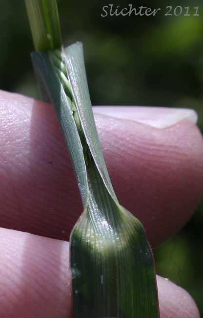 Leaf joint of Barnyard Grass, Barnyard-grass, Barnyard Grass, Large Barnyard-grass: Echinochloa crus-galli (Synonyms: Echinochloa crusgalli, Echinochloa crus-galli ssp. spiralis, Echinochloa crus-galli var. crus-galli, Echinochloa crus-galli var. mitis, Echinochloa crus-galli var. occidentalis, Echinochloa occidentalis, Panicum crus-galli)