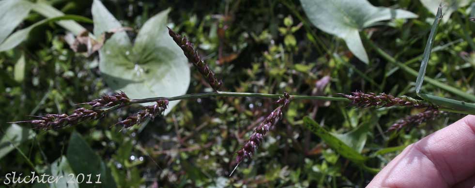 Panicle of Barnyard Grass, Barnyard-grass, Barnyard Grass, Large Barnyard-grass: Echinochloa crus-galli (Synonyms: Echinochloa crusgalli, Echinochloa crus-galli ssp. spiralis, Echinochloa crus-galli var. crus-galli, Echinochloa crus-galli var. mitis, Echinochloa crus-galli var. occidentalis, Echinochloa occidentalis, Panicum crus-galli)