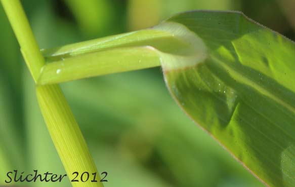 Leaf sheath of Barnyard Grass, Barnyard-grass, Barnyard Grass, Large Barnyard-grass: Echinochloa crus-galli (Synonyms: Echinochloa crusgalli, Echinochloa crus-galli ssp. spiralis, Echinochloa crus-galli var. crus-galli, Echinochloa crus-galli var. mitis, Echinochloa crus-galli var. occidentalis, Echinochloa occidentalis, Panicum crus-galli)