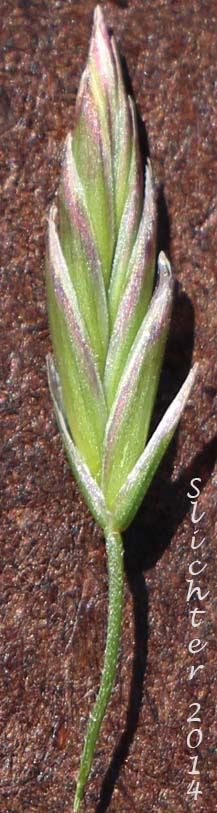 Spikelet of Tall Fescue: Schedonorus arundinaceus (Synonyms: Festuca arundinacea, Festuca elatior, Festuca elatior ssp. arundinacea, Festuca elatior var. arundinacea, Lolium arundinaceum, Schedonorus phoenix)