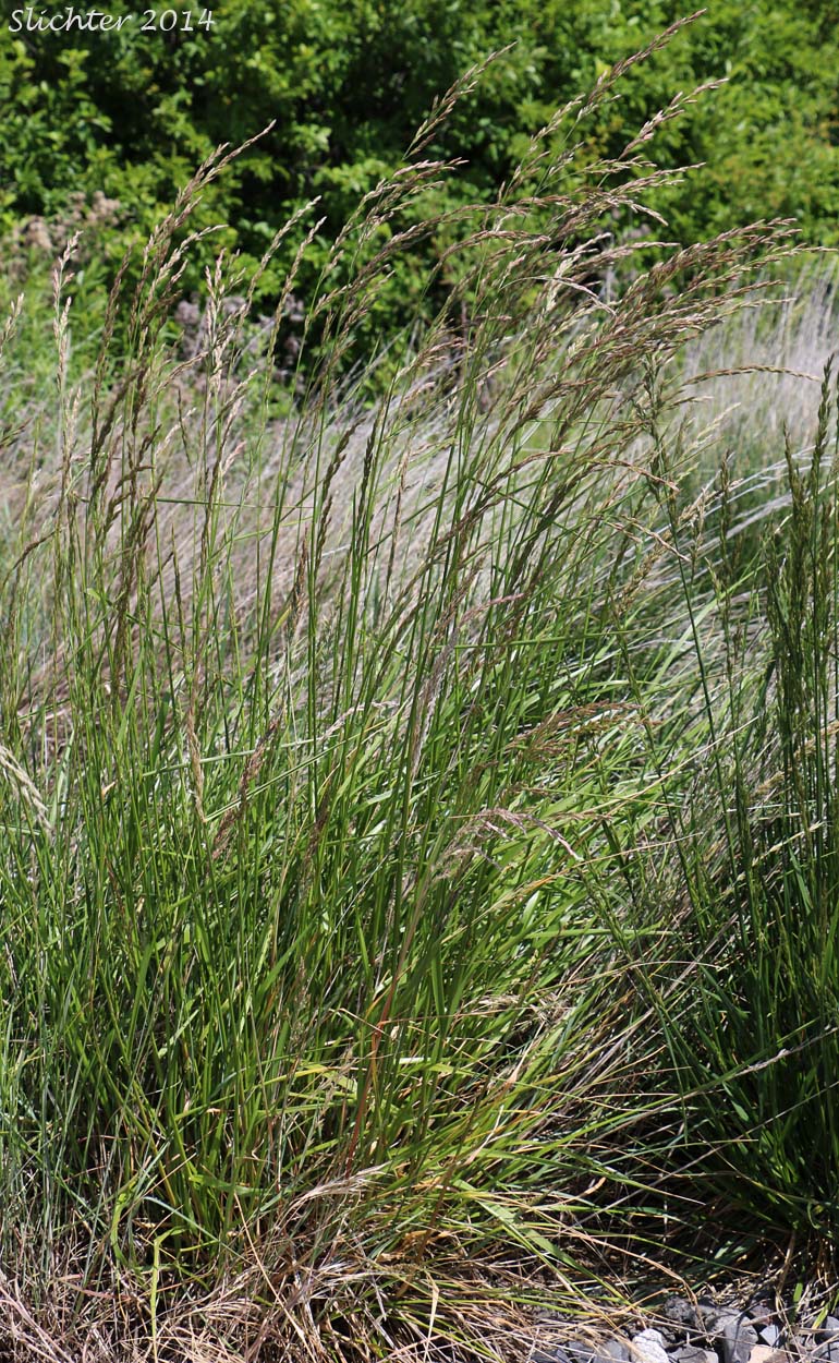 Tall Fescue: Schedonorus arundinaceus (Synonyms: Festuca arundinacea, Festuca elatior, Festuca elatior ssp. arundinacea, Festuca elatior var. arundinacea, Lolium arundinaceum, Schedonorus phoenix)