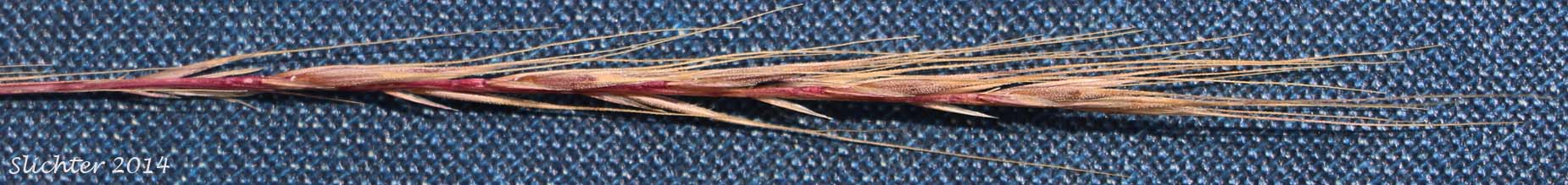 Inflorescence of Foxtail Fescue, Rat-tail Fescue, Rat-tail Six-weeks Grass: Vulpia myuros (Synonyms: Festuca megalura, Festuca megalura var. hirsuta, Festuca myuros, Vulpia megalura, Vulpia myuros var. hirsuta, Vulpia myuros var. myuros)