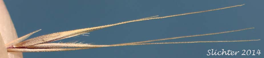 Spikelet of Foxtail Fescue, Rat-tail Fescue, Rat-tail Six-weeks Grass: Vulpia myuros (Synonyms: Festuca megalura, Festuca megalura var. hirsuta, Festuca myuros, Vulpia megalura, Vulpia myuros var. hirsuta, Vulpia myuros var. myuros)