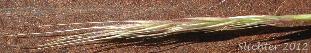 Inflorescence of Foxtail Fescue, Rat-tail Fescue, Rat-tail Six-weeks Grass: Vulpia myuros (Synonyms: Festuca megalura, Festuca megalura var. hirsuta, Festuca myuros, Vulpia megalura, Vulpia myuros var. hirsuta, Vulpia myuros var. myuros)