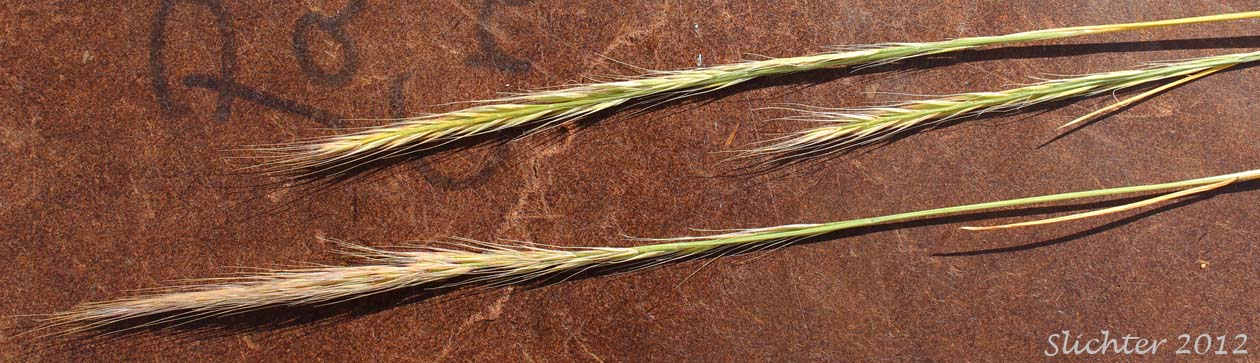 Inflorescence of Foxtail Fescue, Rat-tail Fescue, Rat-tail Six-weeks Grass: Vulpia myuros (Synonyms: Festuca megalura, Festuca megalura var. hirsuta, Festuca myuros, Vulpia megalura, Vulpia myuros var. hirsuta, Vulpia myuros var. myuros)
