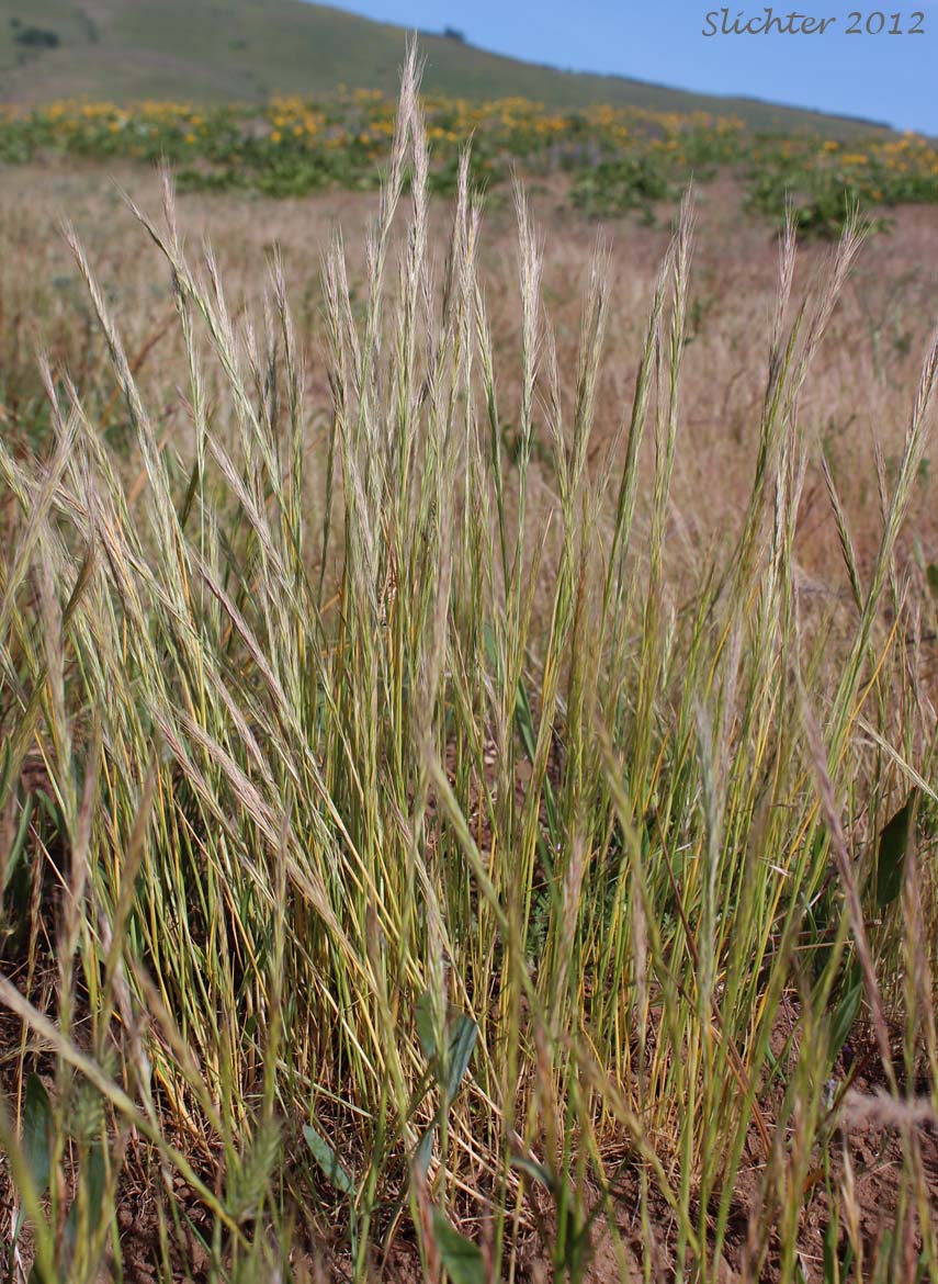 Foxtail Fescue, Rat-tail Fescue, Rat-tail Six-weeks Grass: Vulpia myuros (Synonyms: Festuca megalura, Festuca megalura var. hirsuta, Festuca myuros, Vulpia megalura, Vulpia myuros var. hirsuta, Vulpia myuros var. myuros)