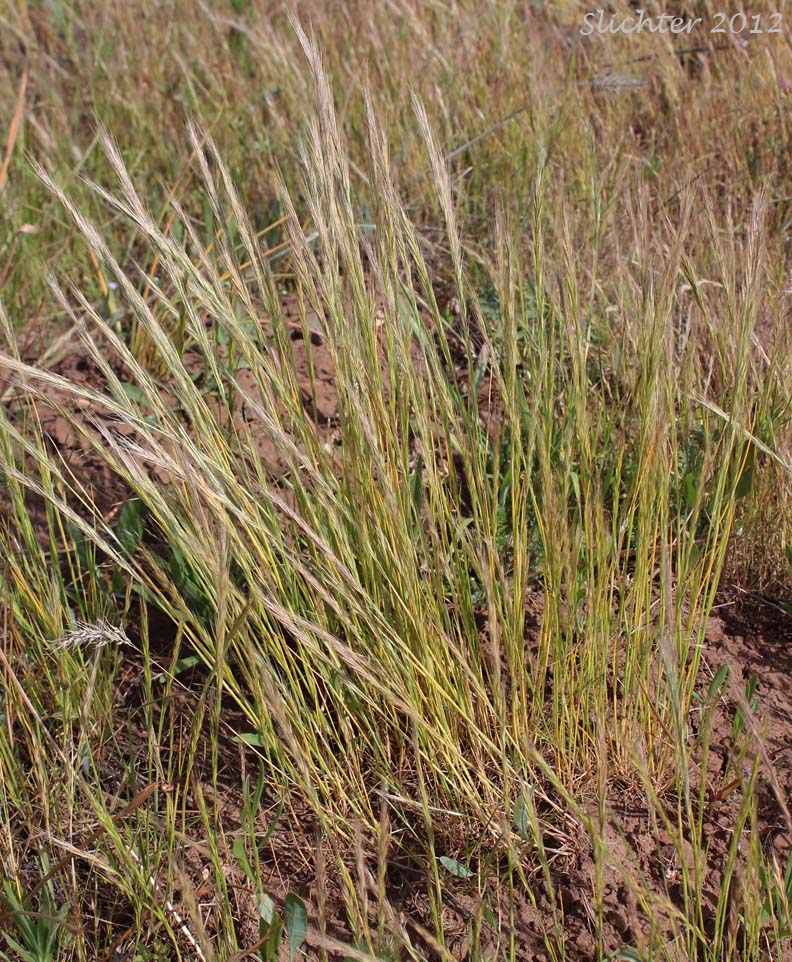 Foxtail Fescue, Rat-tail Fescue, Rat-tail Six-weeks Grass: Vulpia myuros (Synonyms: Festuca megalura, Festuca megalura var. hirsuta, Festuca myuros, Vulpia megalura, Vulpia myuros var. hirsuta, Vulpia myuros var. myuros)