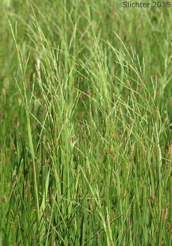 Northwestern Mannagrass, Western Mannagrass: Glyceria xoccidentalis