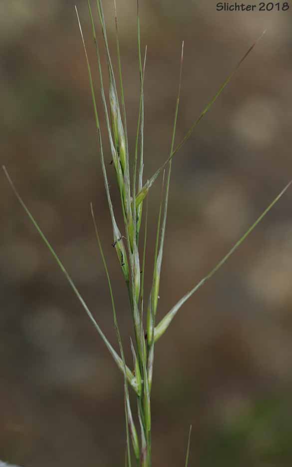 Needle and Thread: Hesperostipa comata ssp. comata (Synonyms: Hesperostipa comata var. comata, Stipa comata, Stipa comata var. comata, Stipa comata ssp. intonsa)