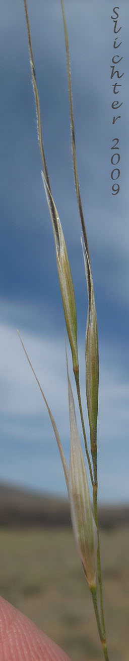 The achene and awn ("needle and thread") of Needle and Thread: Hesperostipa comata ssp. comata (Synonyms: Hesperostipa comata var. comata, Stipa comata, Stipa comata var. comata, Stipa comata ssp. intonsa)