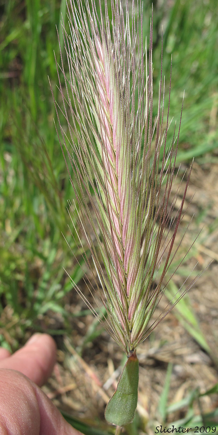 Inflorescence of Foxtail Barley:Hordeum jubatum ssp. jubatum (Synonym: Critesion jubatum)m