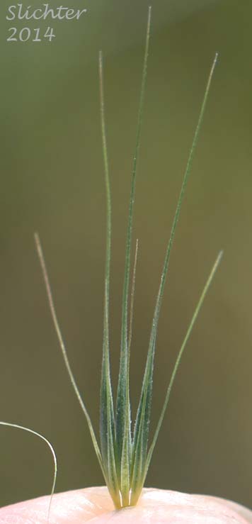 Charming Barley: Hordeum murinum ssp. leporinum (Synonyms: Critesion murinum ssp. leporinum, Hordeum leporinum)