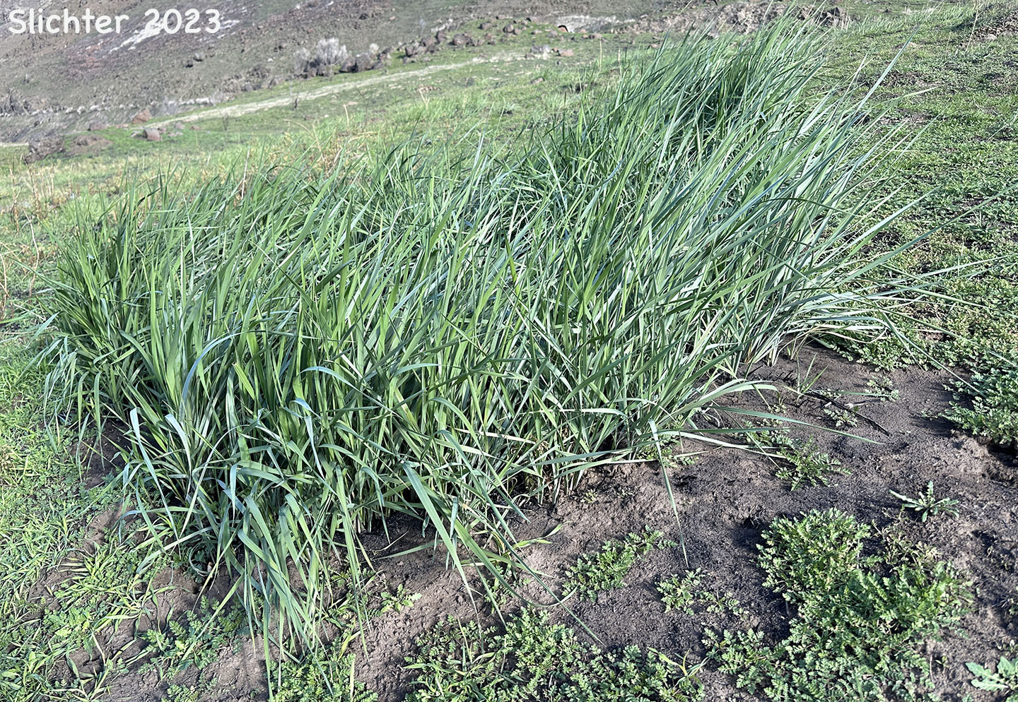 Blue Wildrye, Giant Wildrye, Great Basin Lymegrass: Leymus cinereus (Synonyms: Aneurolepidum piperi, Elymus cinereus, Elymus cinereus var. cinereus, Elymus cinereus var. pubens, Elymus condensatus, Elymus condensatus var. condensatus, Elymus condensatus var. pubens, Elymus piperi)