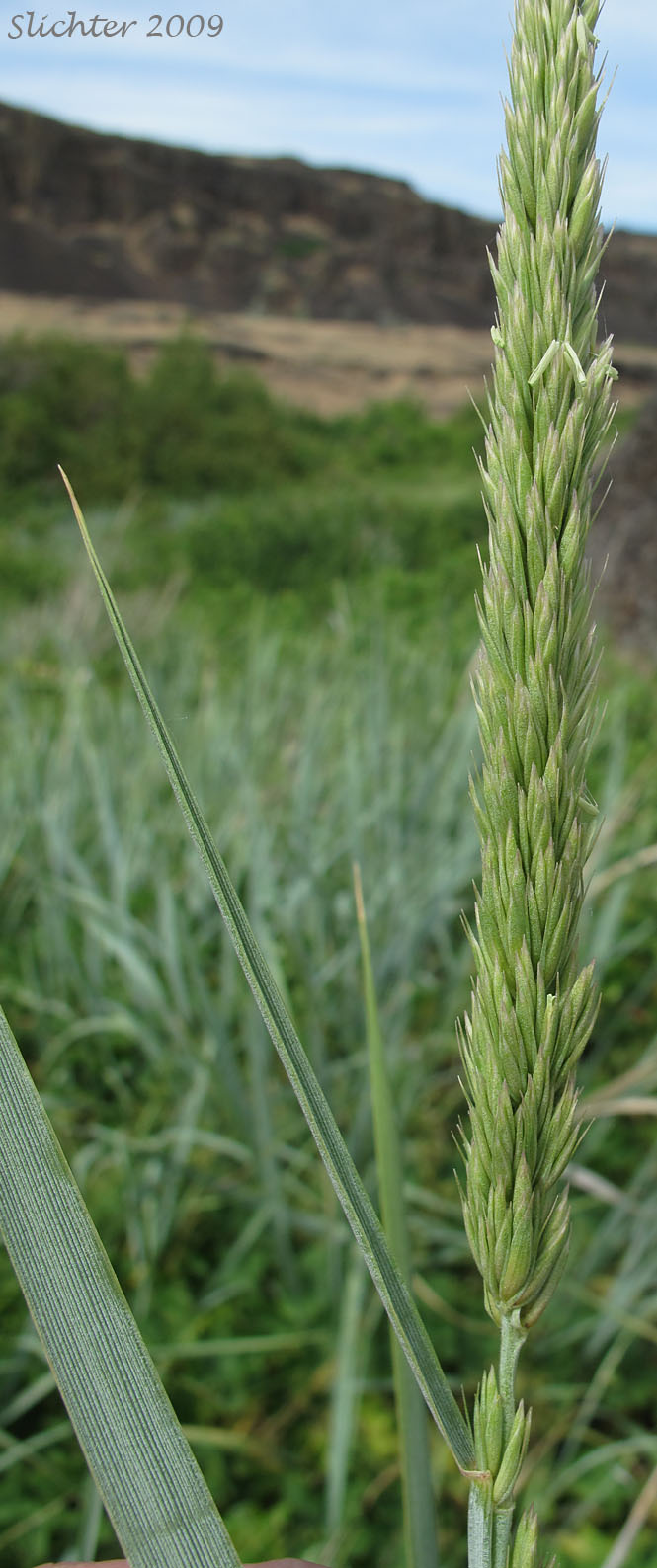 Inflorescence of Blue Wildrye, Giant Wildrye, Great Basin Lymegrass: Leymus cinereus (Synonyms: Aneurolepidum piperi, Elymus cinereus, Elymus cinereus var. cinereus, Elymus cinereus var. pubens, Elymus condensatus, Elymus condensatus var. condensatus, Elymus condensatus var. pubens, Elymus piperi)