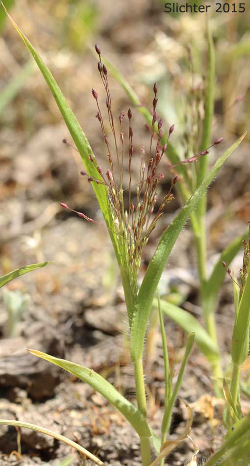 Common Panic Grass, Witchgrass: Panicum capillare ssp. capillare (Synonyms: Panicum barbipulvinatum, Panicum capillare ssp. barbipulvinatum, Panicum capillare var. agreste, Panicum capillare var. barbipulvinatum, Panicum capillare var. brevifolium, Panicum capillare var. capillare, Panicum capillare var. occidentale)