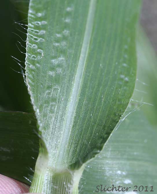 Leaf sheath of Common Panic Grass, Witchgrass: Panicum capillare ssp. capillare (Synonyms: Panicum barbipulvinatum, Panicum capillare ssp. barbipulvinatum, Panicum capillare var. agreste, Panicum capillare var. barbipulvinatum, Panicum capillare var. brevifolium, Panicum capillare var. capillare, Panicum capillare var. occidentale)