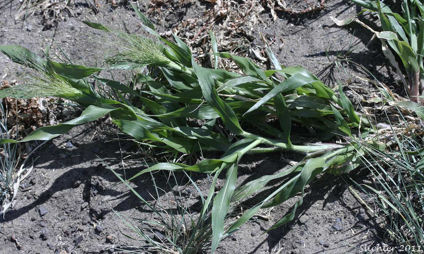 Common Panic Grass, Witchgrass: Panicum capillare ssp. capillare (Synonyms: Panicum barbipulvinatum, Panicum capillare ssp. barbipulvinatum, Panicum capillare var. agreste, Panicum capillare var. barbipulvinatum, Panicum capillare var. brevifolium, Panicum capillare var. capillare, Panicum capillare var. occidentale)