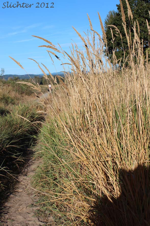 Reed Canarygrass: Phalaris arundinacea (Synonyms: Phalaris arundinacea var. arundinacea, Phalaris arundinacea var. picta, Phalaroides arundinacea, Phalaroides arundinacea var. picta)