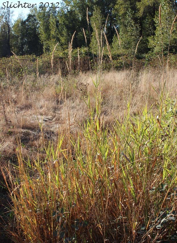 Reed Canarygrass: Phalaris arundinacea (Synonyms: Phalaris arundinacea var. arundinacea, Phalaris arundinacea var. picta, Phalaroides arundinacea, Phalaroides arundinacea var. picta)