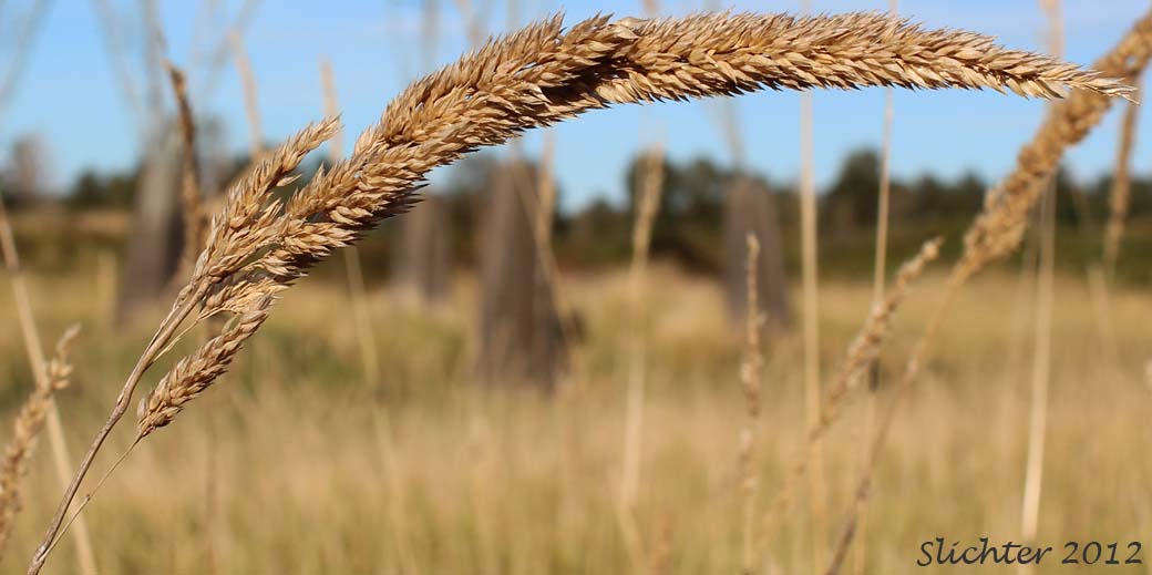 Inflorescence of Reed Canarygrass: Phalaris arundinacea (Synonyms: Phalaris arundinacea var. arundinacea, Phalaris arundinacea var. picta, Phalaroides arundinacea, Phalaroides arundinacea var. picta)