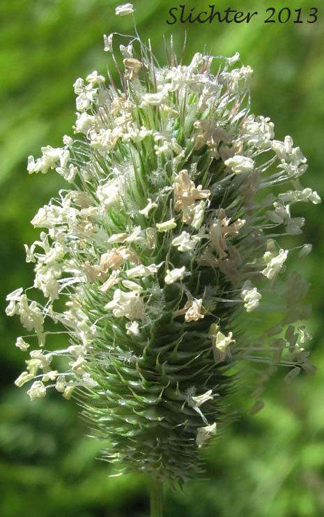 Inflorescence of Alpine Timothy, Mountain Timothy: Phleum alpinum (Synonyms: Phleum alpinum var. commutatum, Phleum alpinum ssp. alpinum, Phleum commutatum, Phleum commutatum var. americanum)