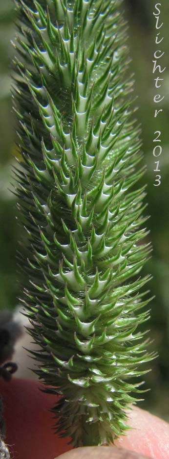Close-up of an inflorescence of Common Timothy, Cultivated Timoth, Timothy: Phleum pratense ssp. pratense (Synonyms: Phleum nodosum, Phleum pratense ssp. nodosum, Phleum pratense var. nodosum)