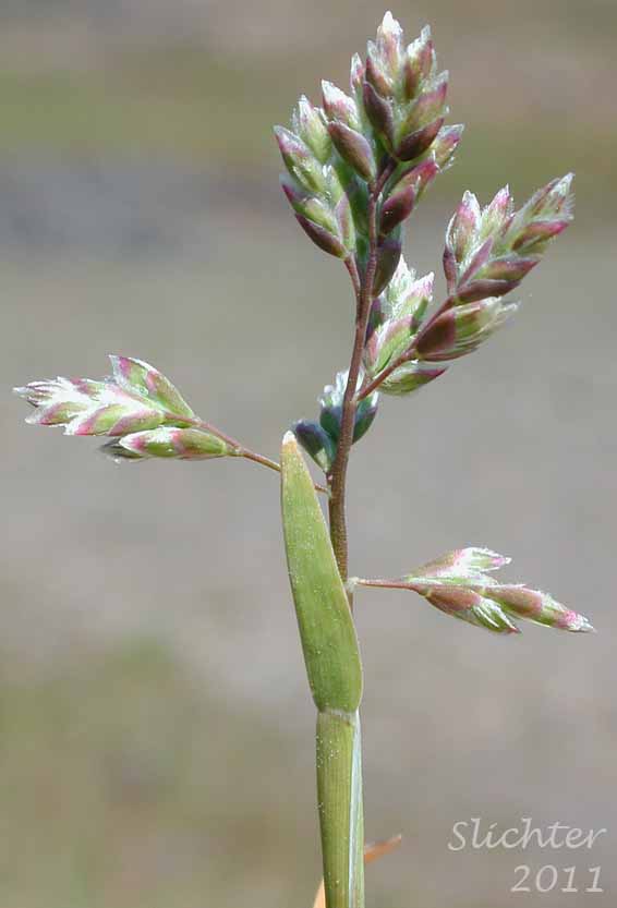 Inflorescence of Annual Bluegrass, Annual Blue Grass: Poa annua (Synonyms: Poa annua var. aquatica, Poa annua var. reptans)